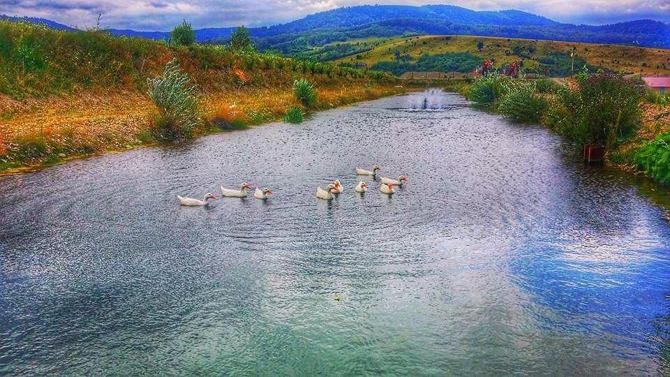 Pastravaria Ursu Vînători-Neamţ Buitenkant foto